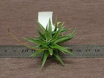 Tillandsia neglecta 'Giant' チランジア・ネグレクタ ジャイアント●エアプランツTI★第四種送料別途★税別1円～!!_画像3