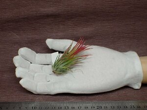 Tillandsia ionantha 'Fuego' チランジア・イオナンタ フエゴ●エアプランツDP★第四種送料別途★税別1円～!!