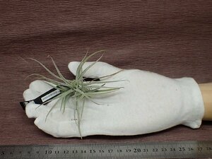 Tillandsia toropiensis チランジア・トロピエンシス●エアプランツEP★第四種送料別途★税別1円～!!