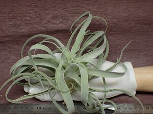 Tillandsia humilis チランジア・フミリス★エアプランツEP★第四種送料別途★税別1円～!!