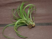 Tillandsia streptophylla x T.xerographicaストレプトフィラxキセログラフィカ★エアプランツTI★第四種送料別途★税別1円～!!_画像2