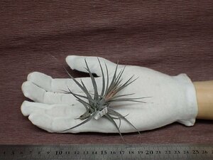 Tillandsia aeranthos 'Mini Purple' チランジア・アエラントス ミニパープル●エアプランツTI★第四種送料別途★税別1円～!!