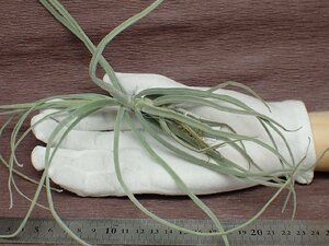 Tillandsia mallemontii チランジア・マレモンティ★エアプランツEP★第四種送料別途★税別1円～!!