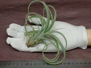 Tillandsia 'Curly Slim' チランジア カーリースリム★エアプランツDP★第四種送料別途★税別1円～!!