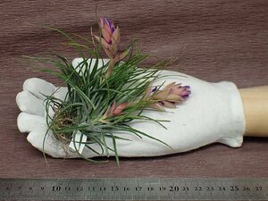 Tillandsia stricta 'BigJoy' チランジア・ストリクタ ビッグジョイ★エアプランツSE★第四種送料別途★税別1円～!!