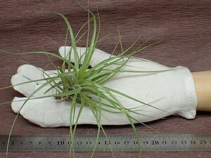 Tillandsia stricta 'Hard Leaf' チランジア・ストリクタ ハードリーフ★エアプランツCO★第四種送料別途★税別1円～!!