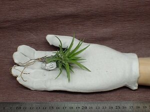 Tillandsia neglecta 'Giant' チランジア・ネグレクタ ジャイアント●エアプランツTI★第四種送料別途★税別1円～!!