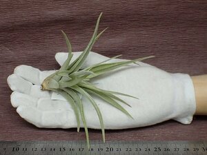 Tillandsia 'Candy Corn' チランジア キャンディコーン★エアプランツTR★第四種送料別途★税別1円～!!