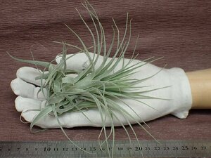 Tillandsia gardneri チランジア・ガルドネリ★エアプランツDP★第四種送料別途★税別1円～!!