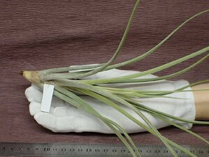 Tillandsia 'Spring Frost' チランジア スプリングフォレスト★エアプランツTR★第四種送料別途★税別1円～!!