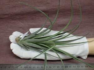 Tillandsia vernicosa 'Tall' チランジア・ベルニコーサ トール★エアプランツTI★第四種送料別途★税別1円～!!