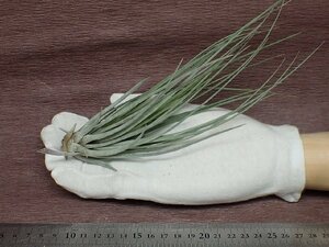 Tillandsia trelawniensis チランジア・トレローニエンシス★エアプランツTR★第四種送料別途★税別1円～!!