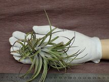 Tillandsia stricta 'Sol' チランジア・ストリクタ ソル★エアプランツBS★第四種送料別途★税別1円～!!_画像1