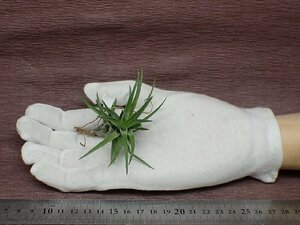 Tillandsia neglecta 'Giant' チランジア・ネグレクタ ジャイアント●エアプランツTI★第四種送料別途★税別1円～!!