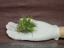 Tillandsia ionantha 'Fuego/Peanut' チランジア・イオナンタ フエゴ/ピーナッツ●エアプランツTI★第四種送料別途★税別1円～!!_画像1