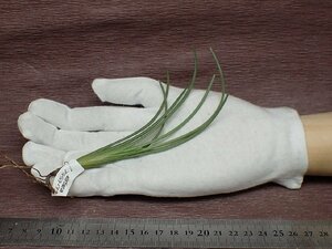 Tillandsia albertiana チランジア・アルベルティアナ●エアプランツEP★第四種送料別途★税別1円～!!