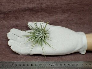 Tillandsia ionantha 'Silver' チランジア・イオナンタ シルバー●エアプランツDP★第四種送料別途★税別1円～!!