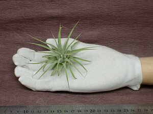 Tillandsia ionantha 'Curly Leaf' チランジア・イオナンタ カーリーリーフ●エアプランツDP★第四種送料別途★税別1円～!!