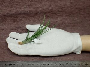 Tillandsia montana チランジア・モンタナ●エアプランツTI★第四種送料別途★税別1円～!!