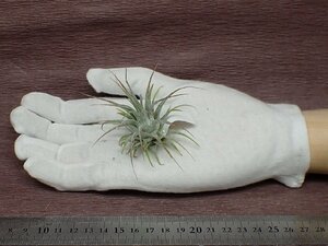 Tillandsia ionantha Guatemala AKA チランジア・イオナンタ グアテマラ●エアプランツDF★第四種送料別途★税別1円～!!