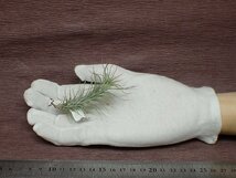 Tillandsia funckiana チランジア・フンキアナ●エアプランツSE★第四種送料別途★税別1円～!!_画像1