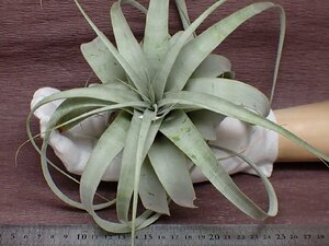 Tillandsia xerographica チランジア・キセログラフィカ★エアプランツCO★第四種送料別途★税別1円～!!