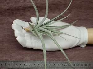 Tillandsia ixioides チランジア・イキシオイデス★エアプランツTI★第四種送料別途★税別1円～!!