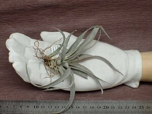 Tillandsia chiapensis 'Gigantesco' チランジア・チアペンシス ギガンテスコ★エアプランツTI★第四種送料別途★税別1円～!!