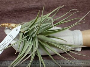 Tillandsia 'Blue Ice' チランジア ブルーアイス★エアプランツTR★第四種送料別途★税別1円～!!