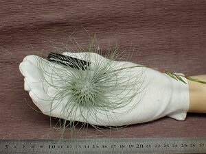 Tillandsia fuchsii f.gracilis チランジア・フックシー グラシリス★エアプランツEP★第四種送料別途★税別1円～!!