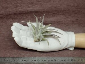 Tillandsia hondurensis チランジア・ホンジュレンシス★エアプランツTR★第四種送料別途★税別1円～!!