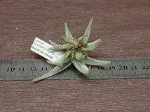 Tillandsia latifolia v.leucophylla チランジア・ラティフォリア レウコフィラ●エアプランツDF★第四種送料別途★税別1円～!!_画像2