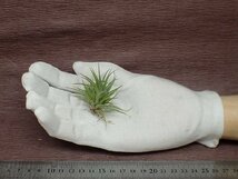 Tillandsia ionantha 'Fat Boy' チランジア・イオナンタ ファットボーイ■エアプランツTI★第四種送料別途★税別1円～!!_画像1