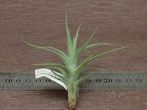 Tillandsia aeranthos Hybrid チランジア・アエラントス ハイブリッド●エアプランツDF★第四種送料別途★税別1円～!!_画像2