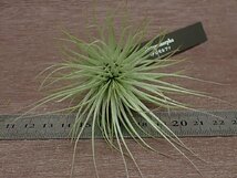 Tillandsia heteromorpha チランジア・ヘテロモルファ★エアプランツEP★第四種送料別途★税別1円～!!_画像3