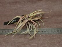 Tillandsia novakii チランジア・ノバキー★エアプランツEP★第四種送料別途★税別1円～!!_画像3