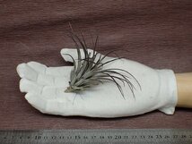 Tillandsia stricta 'Magenta' チランジア・ストリクタ マゼンタ★エアプランツBS★第四種送料別途★税別1円～!!_画像1