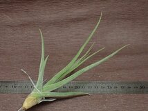 Tillandsia diguetii チランジア・ディグエティ★エアプランツTR★第四種送料別途★税別1円～!!_画像2