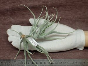 Tillandsia paleacea 'zik zak' チランジア・パレアセア ジクザク★エアプランツPR★第四種送料別途★税別1円～!!