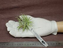 Tillandsia ionantha 'Rubra' チランジア・イオナンタ ルブラ■エアプランツTR★第四種送料別途★税別1円～!!_画像1