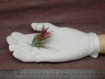 Tillandsia ionantha 'Fuego' チランジア・イオナンタ フエゴ■エアプランツDP★第四種送料別途★税別1円～!!_画像1