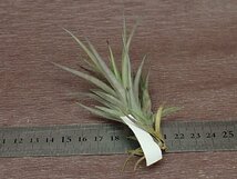 Tillandsia aeranthos 'Purple Hybrid' チランジア・アエラントス パープルハイブリッド●エアプランツTI★第四種送料別途★税別1円～!!_画像2