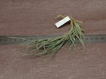 Tillandsia usneoides x T.recurvata form1 ウスネオイデスxレクルバータ フォーム1●エアプランツPR★第四種送料別途★税別1円～!!_画像3