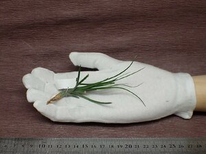 Tillandsia montana チランジア・モンタナ■エアプランツTI★第四種送料別途★税別1円～!!