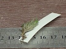 Tillandsia capillaris v.virescens？ チランジア・カピラリス ビレッセンス■エアプランツBS★第四種送料別途★税別1円～!!_画像2