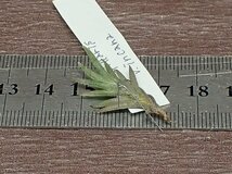 Tillandsia capillaris v.incana？ チランジア・カピラリス インカーナ■エアプランツBS★第四種送料別途★税別1円～!!_画像2