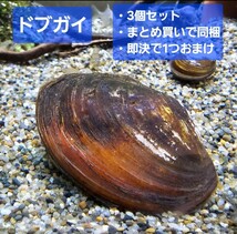 ☆ドブガイ3個セット！☆イシガイ・二枚貝・タナゴ・日本淡水魚_画像1