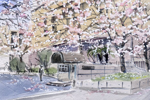 〇第 6151号「跡見の桜／東京都文京区」／田中千尋（四季水彩）画 ／プレゼント付き