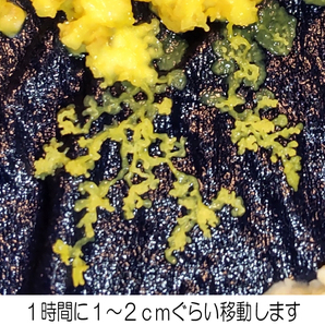 #62-13／変形菌（粘菌）「モジホコリ」の休眠体（菌核）・発芽試験済・簡易梱包版 ／ 自由研究にも最適の画像8