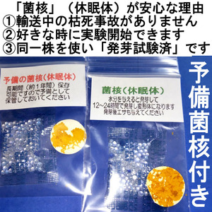  #32-21／変形菌（粘菌）「モジホコリ」の休眠体（菌核）・発芽試験済 ／ 自由研究にも最適 